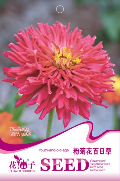 粉菊花百日草